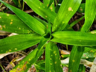 Close-up of green tropical plant with spotted leaves growing from center in natural soil