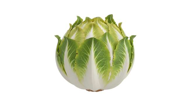 Close-up fresh endive head showcasing its tightly packed leaves on white backdrop