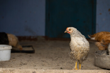 Chickens in the farmyard on a sunny day. chickens on the traditional free range poultry farm in the village. Eco meat from farming.