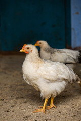 Chickens in the farmyard on a sunny day. chickens on the traditional free range poultry farm in the village. Eco meat from farming.