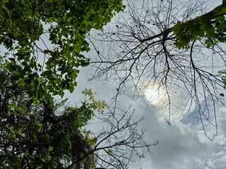View of sun behind clouds framed by green and bare tree branches from below