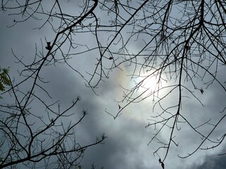 View of sun behind clouds framed by green and bare tree branches from below