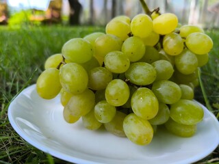 Green grapes on a white plate on the grass
