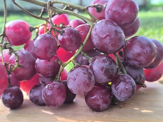 fresh pink grapes with water droplets visible on them. healthy eating concept