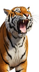 Fototapeta premium Detailed Tiger Studio Shot