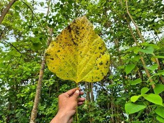 Hand holding a large yellow leaf with black spots in a green forest background