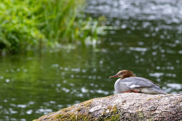 Female of goosander (common merganser) resting