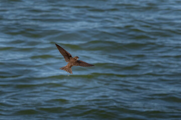 Sand martin captured in flight