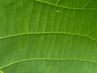 Close-up of green leaf surface showing intricate vein patterns and natural texture