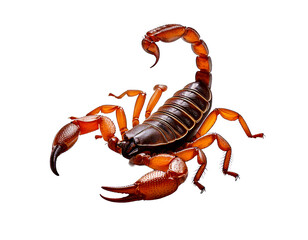 bark Scorpion white background 
