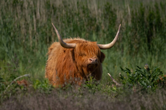 Highland cattle (Bov Taurus) grazing in natual environment
