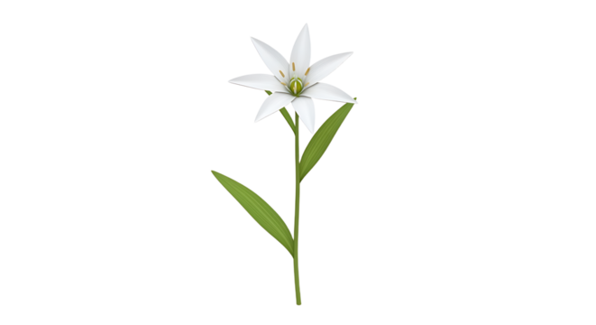 Elegant single Star-of-Bethlehem flower illustration against a clean white background