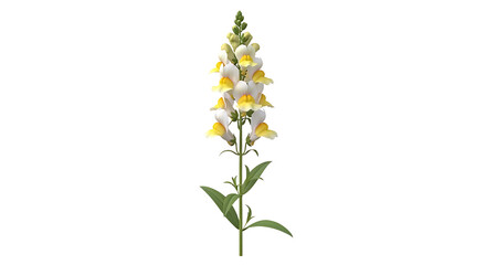 Elegant snapdragon flower with yellow and white petals on a plain background