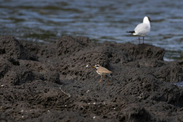 common ringed plover or ringed plover Charadrius hiaticula