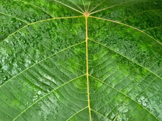 Close-up of fresh green leaf with detailed veins and water droplets after rainfall