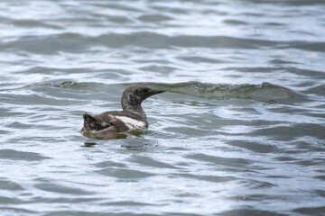 Young bird guillemot swimmng