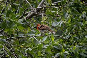 Common rosefinch Carpodacus erythrinus male singing on bush.