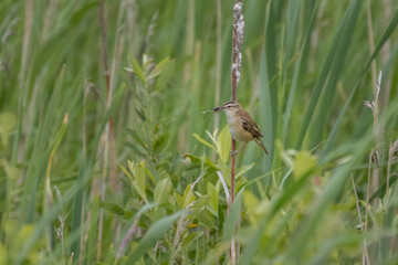 Sedge warbler (Acrocephalus schoenobaenus) on reed in summer