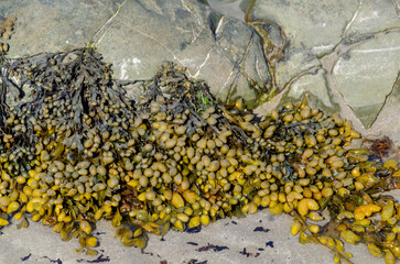 Close up of bladderwrack on a Co. Down beach used as a cooking ingredient and also a source of...