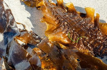 Close up of kelp seaweed on the beach at Balltwalter Co Down © Ivan Maguire