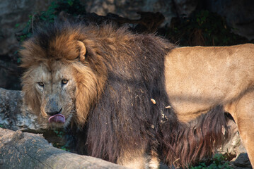 lion in the wild