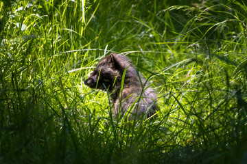 Young Raccoon dog (Nyctereutes procyonoides) or mangut