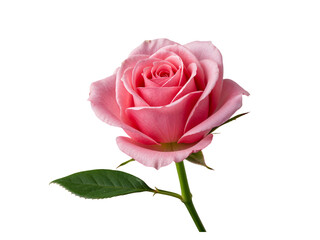Obraz premium Delicate pink rose with a green stem and leaf isolated on transparent background