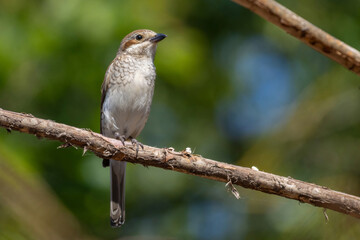 Wildlife shot of Red-backed Shrike (Lanius collurio) on branch.