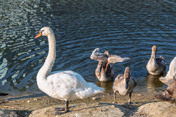 Wild swans with their offspring on a pond in the reeds. Incredibly beautiful nature and birds.