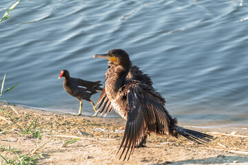 Great cormorant, Phalacrocorax carbo, sits on stone and dries its wings on the wind.