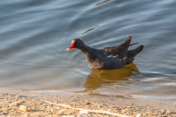 A black moorhen swims calmly across the surface of a lake. Gallinula chloropus (Moorhen) swimming in water, a common bird found in wetland areas across Europe.