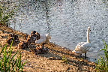 Wild swans with their offspring on a pond in the reeds. Incredibly beautiful nature and birds.