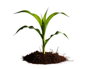 Side view of young maize plant - corn png background