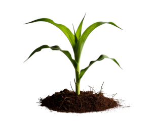 Side view of young maize plant - corn png background