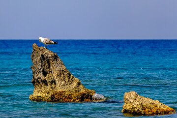 Seagull Perched on Sea Rock in Vibrant Turquoise Waters