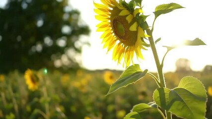 Single Sunflower in a Field at Golden Hour Sunset - Powered by Adobe