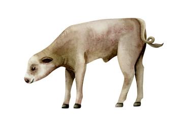 Young cow calf watercolor illustration isolated on white. Dairy farm baby animal clip art in realistic style for village and countryside designs. Hand drawn livestock sketch. Brown domestic pet
