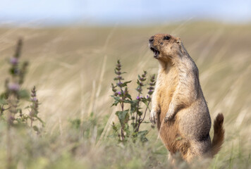 A sandy-colored marmot stands on its hind legs in a grassy field
