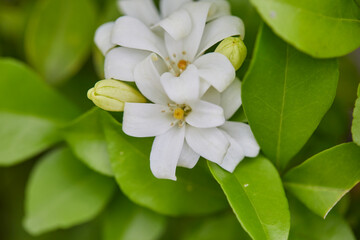 Close-up of orange Jessamine blooming on plant