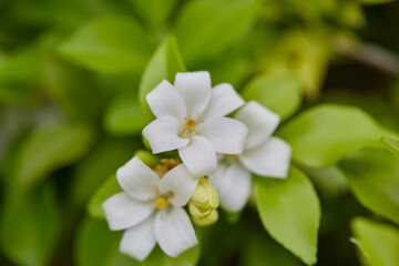Close-up of orange Jessamine blooming on plant