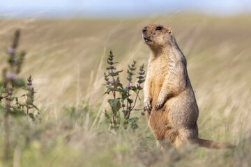 A sandy-colored marmot stands on its hind legs in a grassy field
