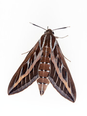 Striped Hawk-moth Hyles livornica on a white background. 
