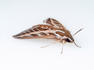 Striped Hawk-moth Hyles livornica on a white background. 
