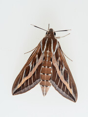 Striped Hawk-moth Hyles livornica on a white background. 
