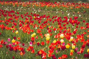 Fields of red and yellow tulips