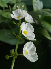 Close-Up of Blooming White Water Plant Blossoms in Pond