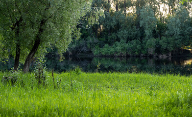 morning landscape of green trees and calm river

