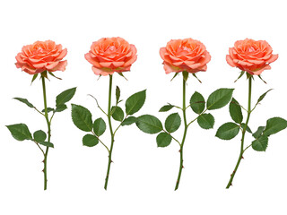 Obraz premium Four delicate peach roses with green stems and leaves isolated on transparent background