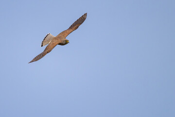 Ein Turmfalke gleitet mit voller Spannweite durch die Lüfte