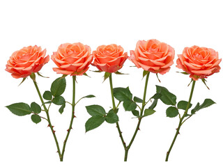 Fototapeta premium Five delicate coral roses with green leaves and thorny stems isolated on transparent background
